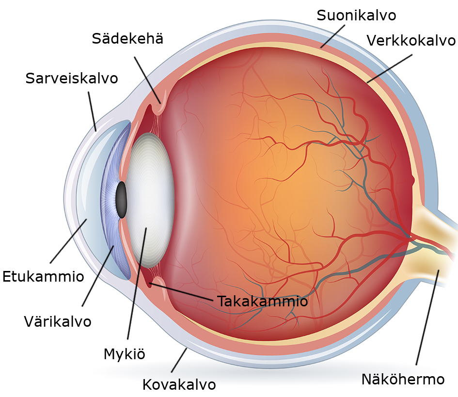 Silmän osat merkittynä kuvaan silmän poikkileikkauksesta. Järjestys ulkoa sisälle päin ja silmän edestä taakse: kovakalvo, sarveiskalvo, etukammio, värikalvo, suonikalvo, mykiö, sädekehä, takakammio, verkkokalvo, näköhermo.